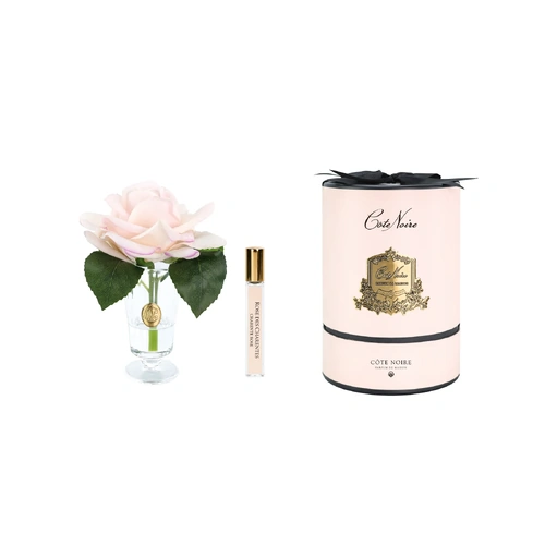 Charente Rose Champagne Pink Perfumed Flower